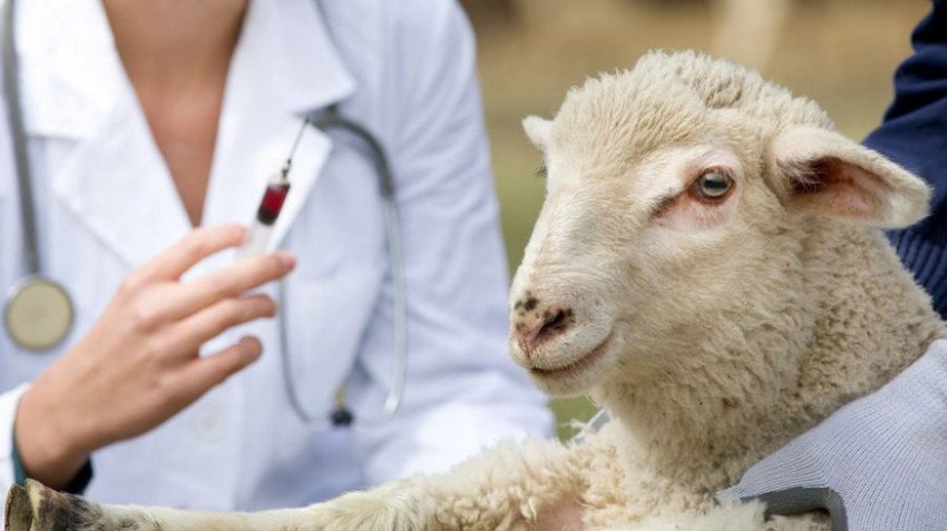 Sheep vaccination