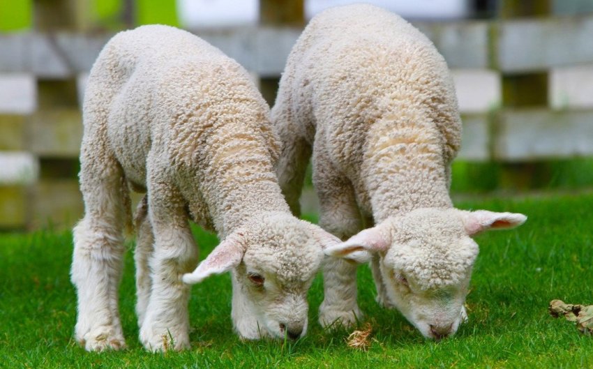 Raising lambs