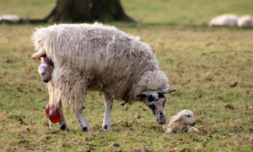 sheep lambing