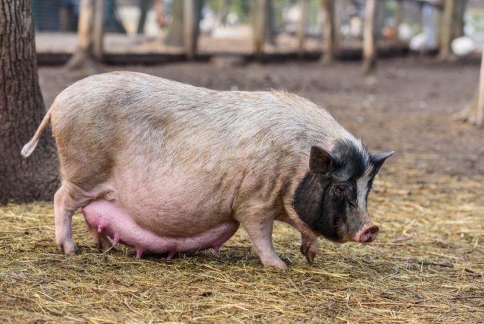 Pregnant sow on a walk