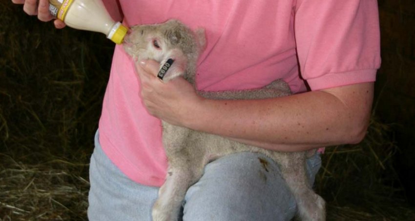 Feeding the lambs with milk