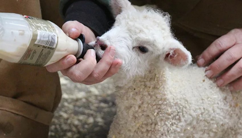 Feeding the lamb