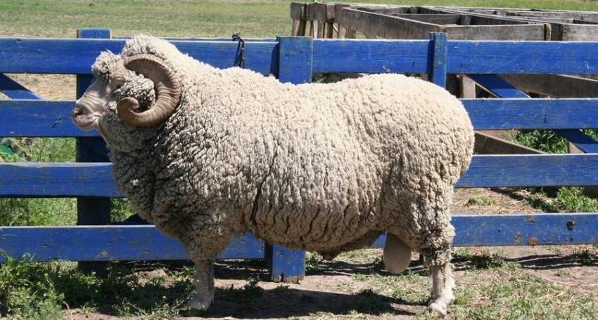 Stavropol fine-fleece sheep