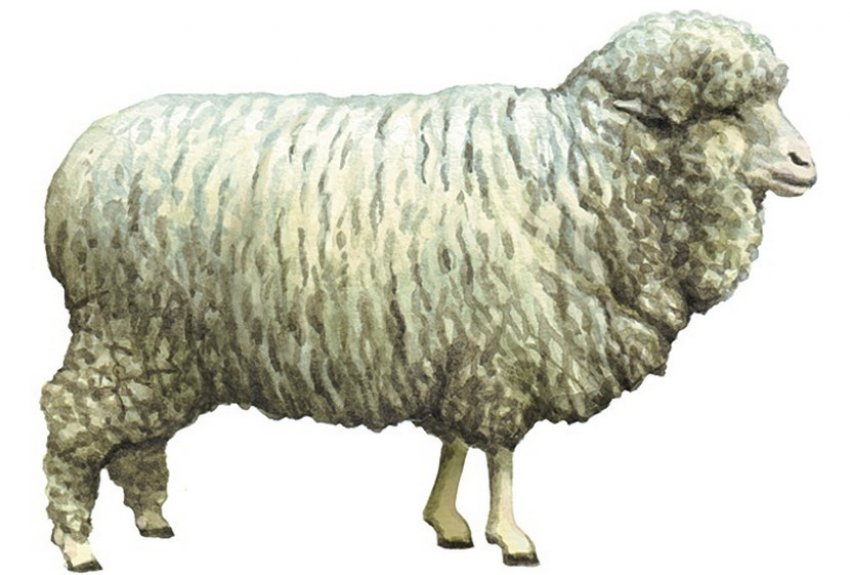 Krasnoyarsk breed of sheep