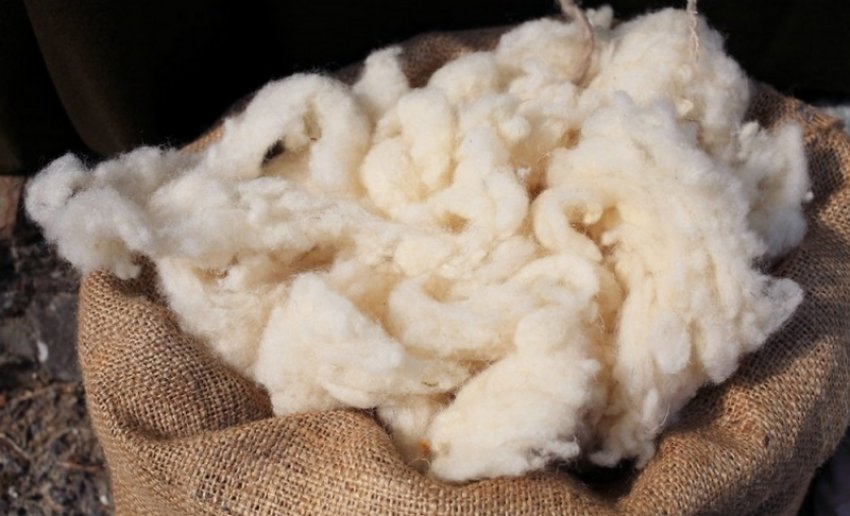 Sheep's wool
