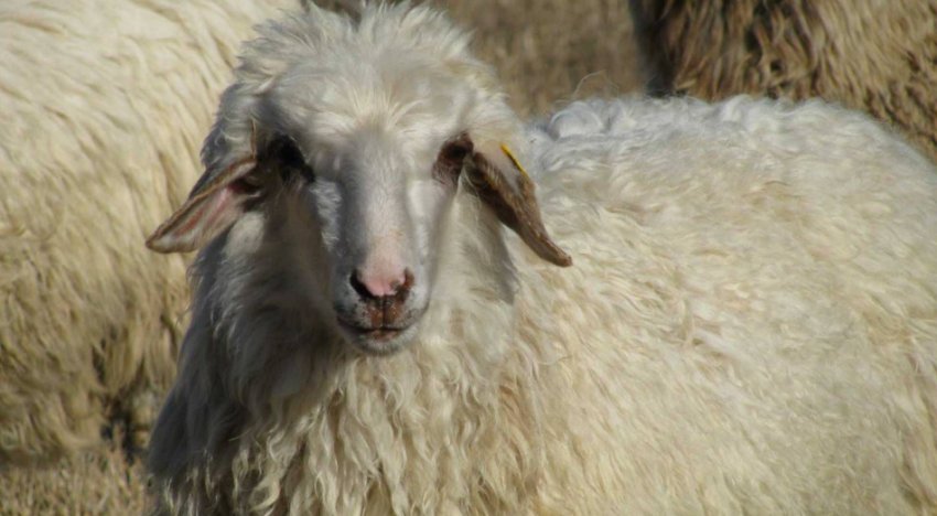 Kazakh breed of sheep