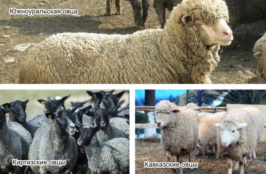 Wool-meat sheep
