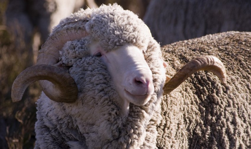 Sheep Negretti