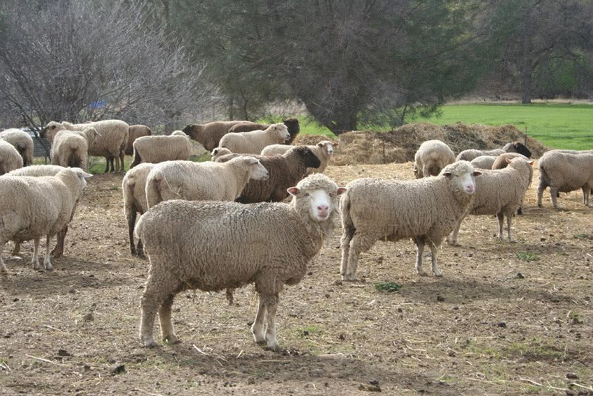 Ramboulier sheep
