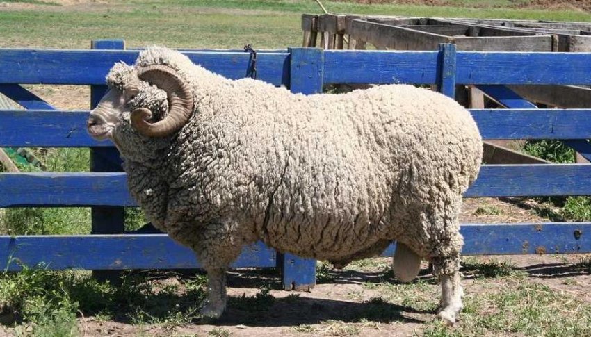 Novokavkazskaya breed of sheep