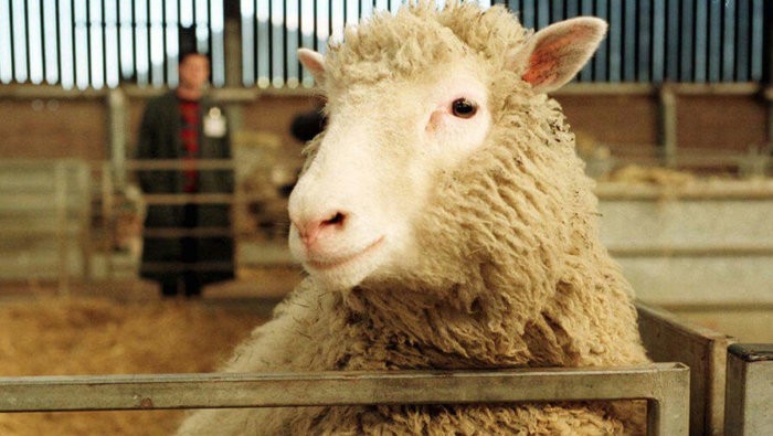 Dolly, a ovelha