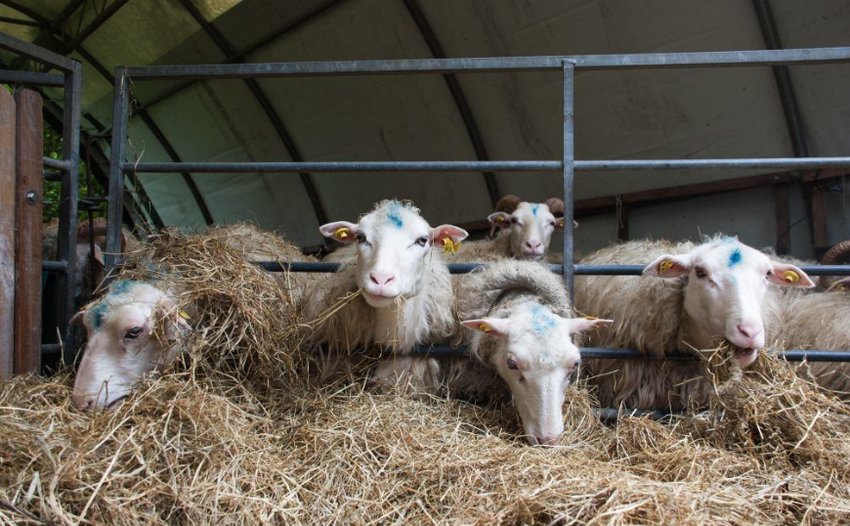 Sheep eat hay