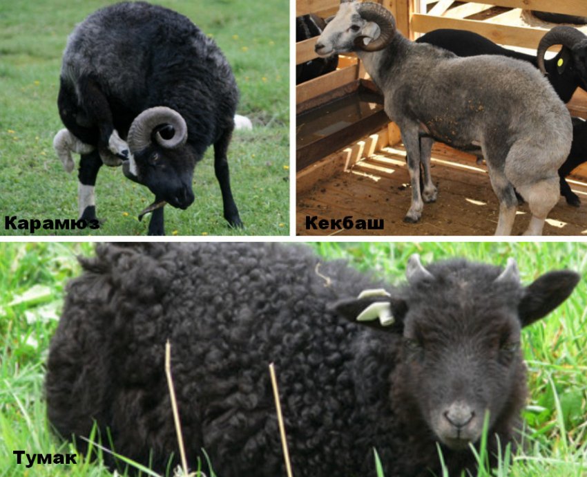 Intrabreed subspecies of the Karachai sheep