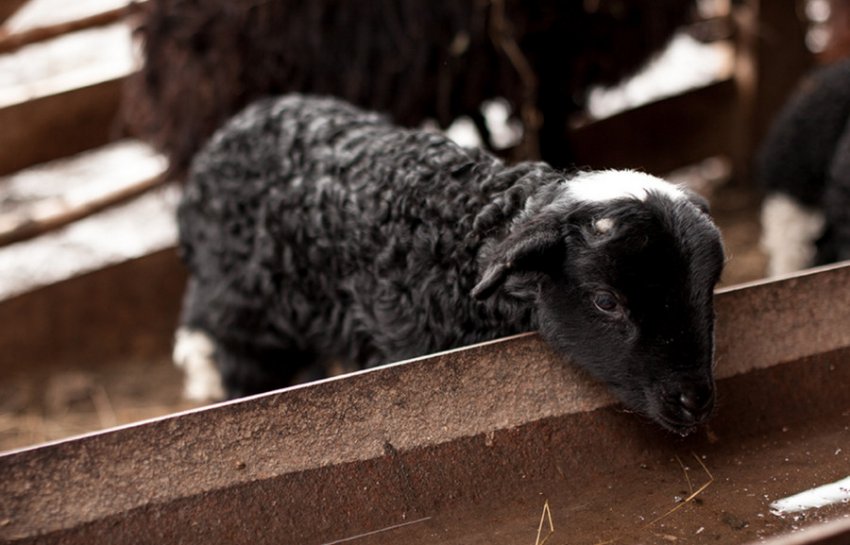 Raising lambs