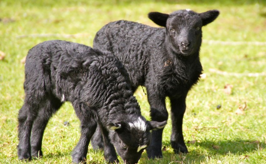Karachay lambs