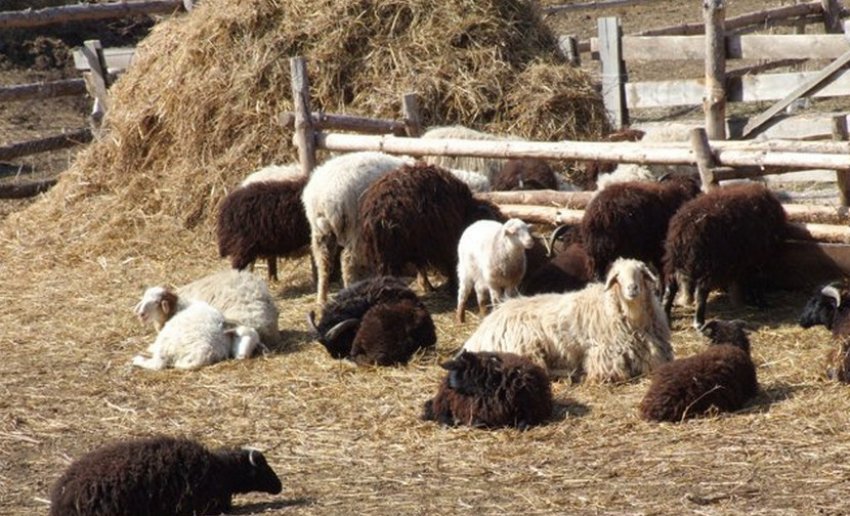 Caring for the Karachai breed of sheep