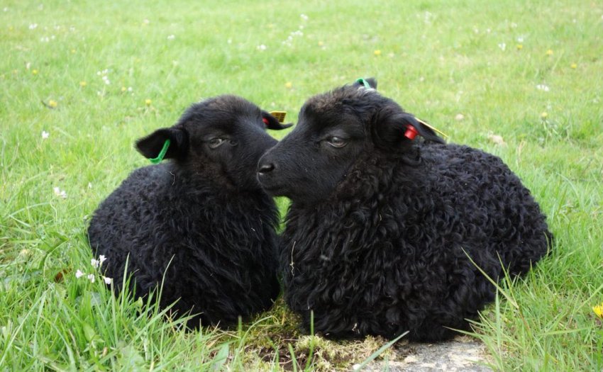 Karachaevskaya breed of sheep
