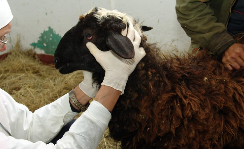 Veterinary examination of sheep