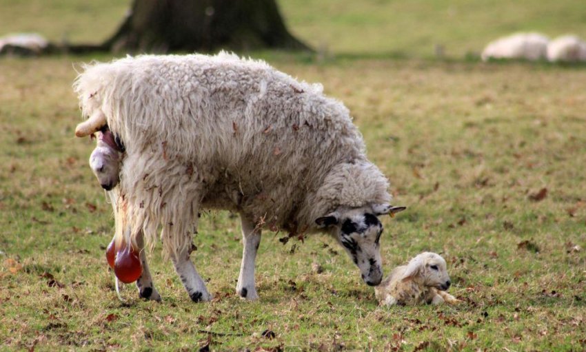 sheep lambing