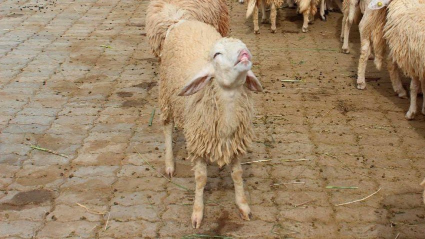 Sheep coenurosis