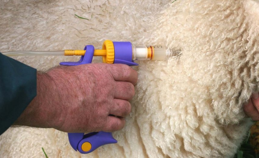 Treatment for diarrhea in sheep