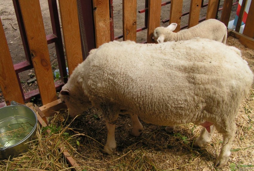 Texel sheep care