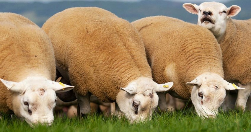 Sheep breed Texel