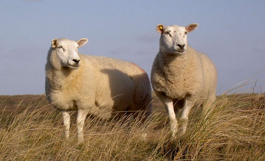 Sheep breed Texel