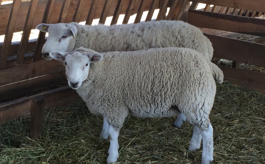 Keeping Texel sheep