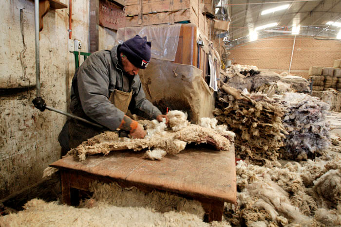 Procesamiento de lana de oveja