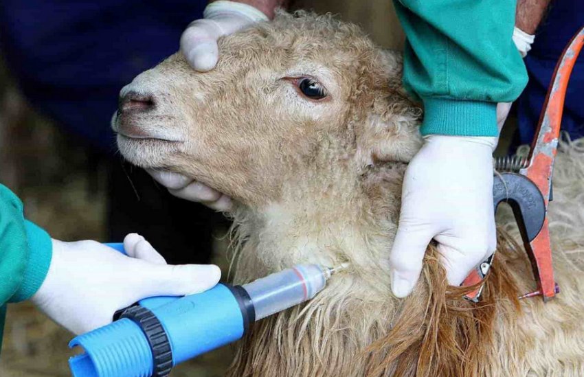 Smallpox vaccination for sheep