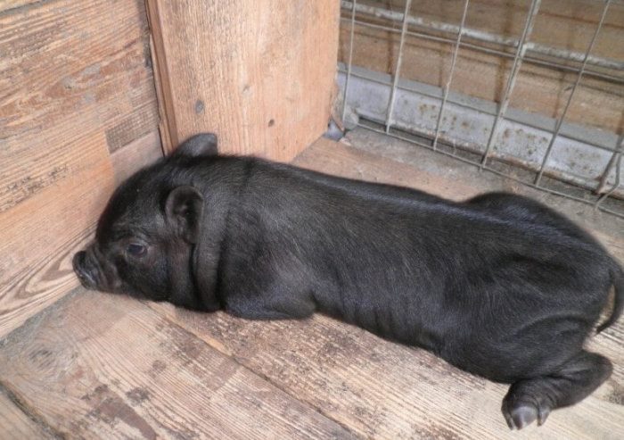 Het gewicht van een Vietnamees varken na 2 maanden is 10 kg