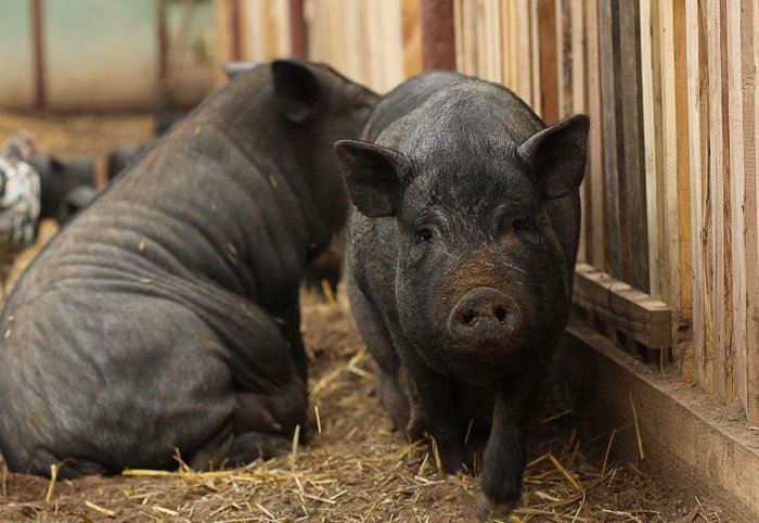 Berat badan babi perut setelah 2 tahun tidak bertambah lagi