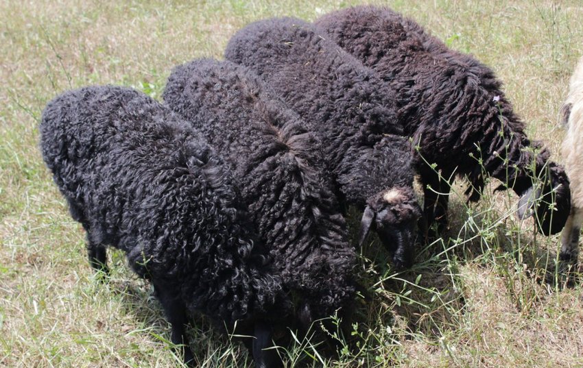 Edilbaevskaya breed of sheep
