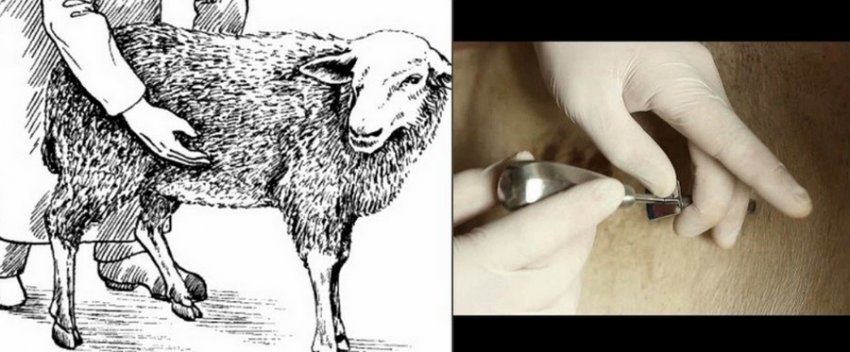 Rumen swelling in sheep