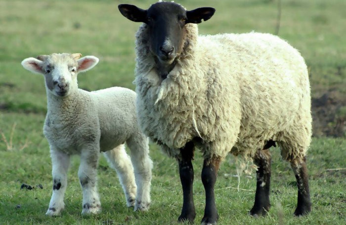 Karakul sheep with lamb
