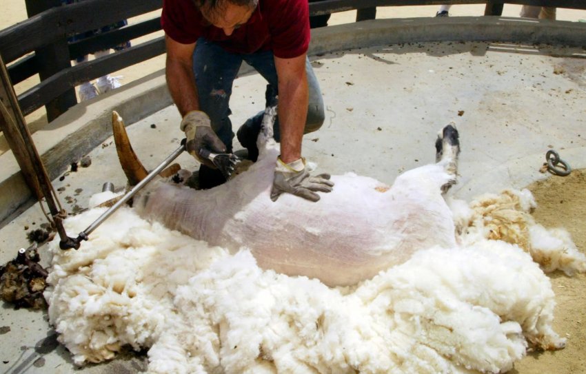 sheep shearing