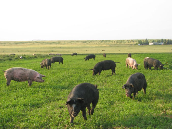 Free-range keeping of pigs