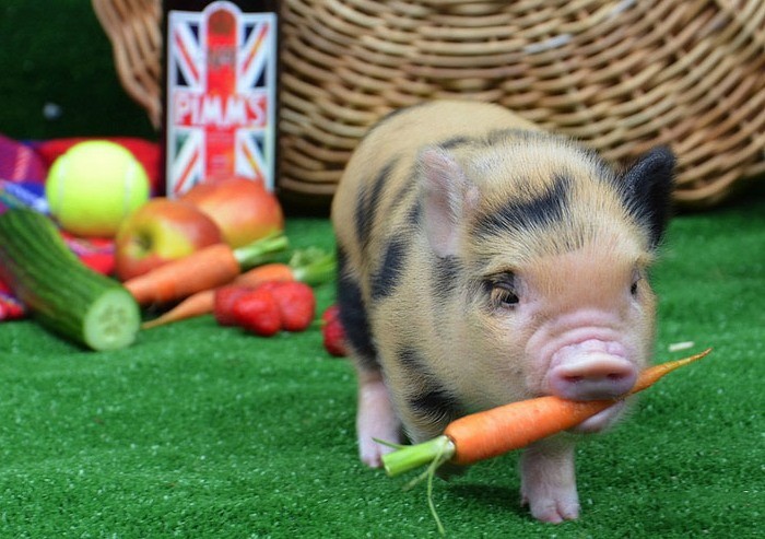 Carrots for pigs