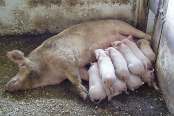 Natural feeding of piglets