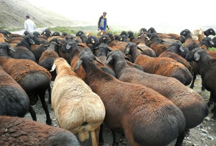 Hissary se živí hlavně pastvinou.