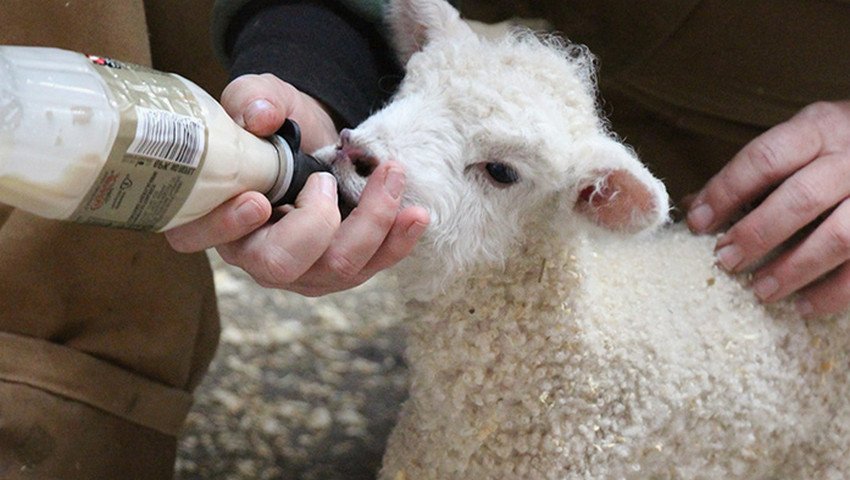 Features of artificial feeding of lambs
