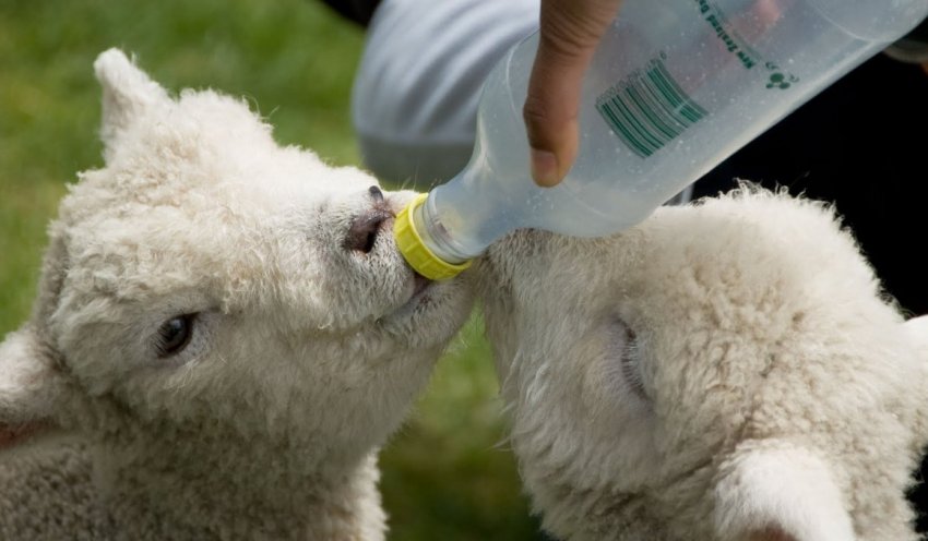 Artificial feeding of lambs