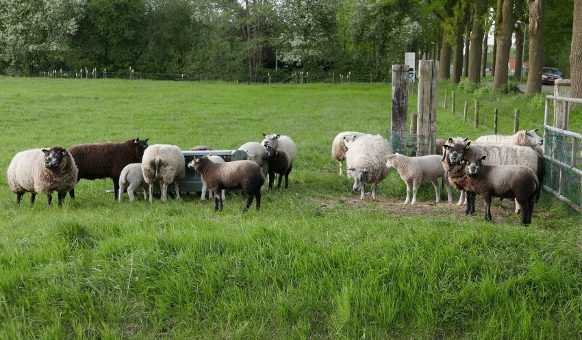 pasture for lambs