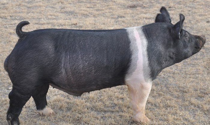 Purebred Hampshires are rarely bred commercially.