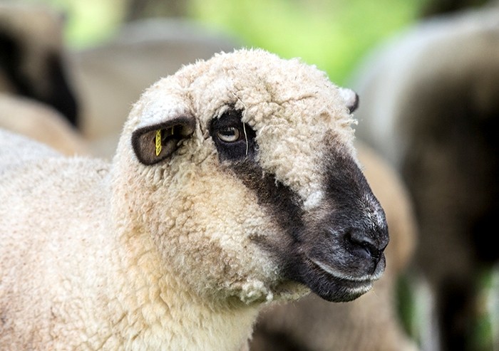 Hampshire-schapen