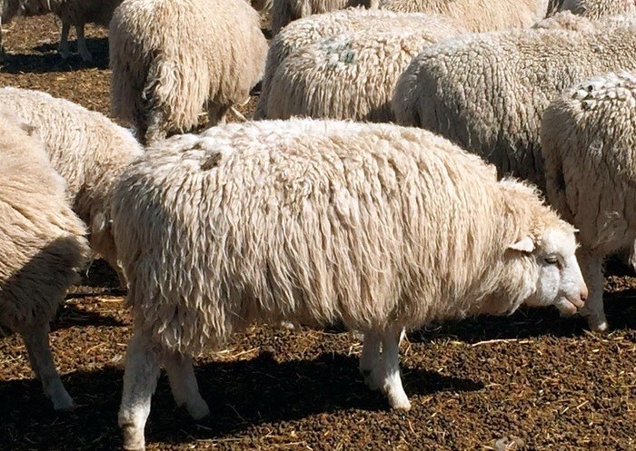 Altai breed of sheep