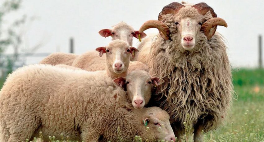 Tsigai breed of sheep