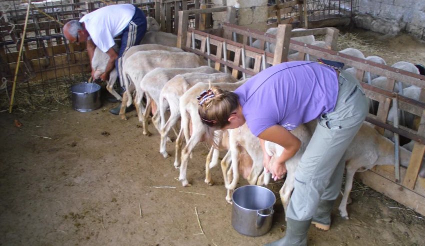 Sheep milking