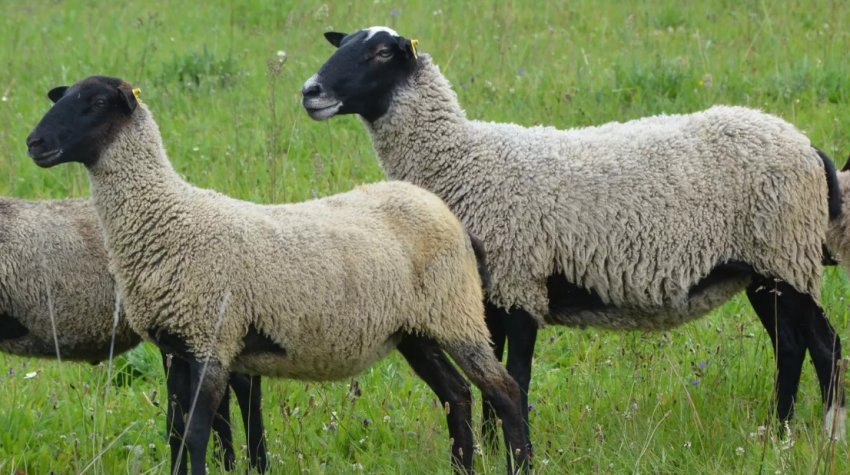 Romanov breed of sheep